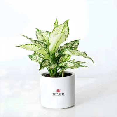 Buy Cylindrical Ceramic Pot with White Aglaonema in bulk for Corporate Gifting | Corporate Gyft