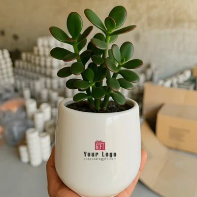 Buy Ceramic Matka Pot with Jade Plant in bulk for Corporate Gifting | Corporate Gyft