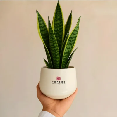 Buy Snake Plant in Ceramic Matka Pot in bulk for Corporate Gifting | Corporate Gyft