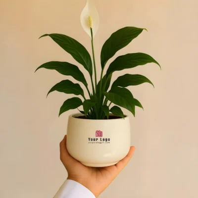 Buy Decorative Ceramic Matka with Peace Lily in bulk for Corporate Gifting | Corporate Gyft