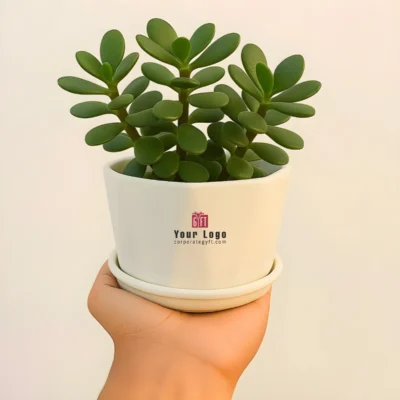 Buy Tabletop Ceramic Planter with Jade in bulk for Corporate Gifting | Corporate Gyft