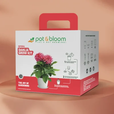 Buy Blooming Flower Garden Kit - Dahlia in bulk for Corporate Gifting | Corporate Gyft