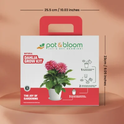 Buy Blooming Flower Garden Kit - Dahlia in bulk for Corporate Gifting | Corporate Gyft