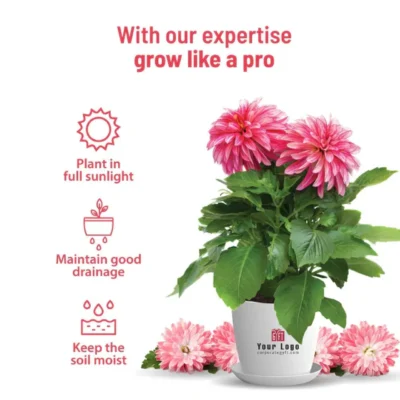 Buy Blooming Flower Garden Kit - Dahlia in bulk for Corporate Gifting | Corporate Gyft