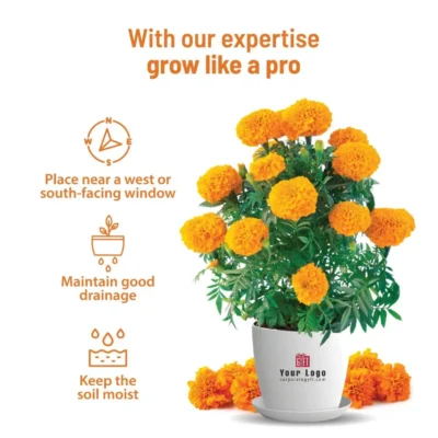 Buy Marigold Flower Growing Kit - Big in bulk for Corporate Gifting | Corporate Gyft