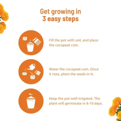 Buy Blooming Flower Garden Kit - Marigold in bulk for Corporate Gifting | Corporate Gyft