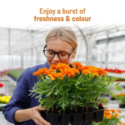 Buy Blooming Flower Garden Kit - Marigold in bulk for Corporate Gifting | Corporate Gyft
