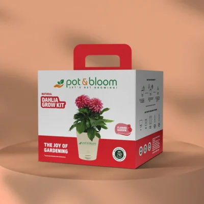 Buy Vibrant Dahlia Grow Kit - Medium in bulk for Corporate Gifting | Corporate Gyft