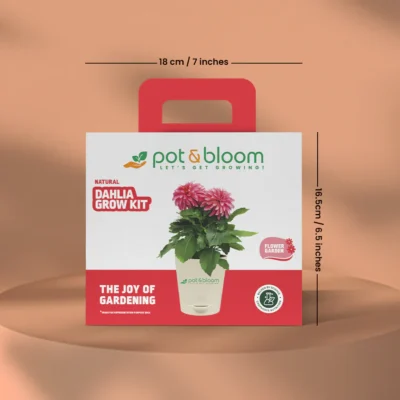 Buy Vibrant Dahlia Grow Kit - Medium in bulk for Corporate Gifting | Corporate Gyft