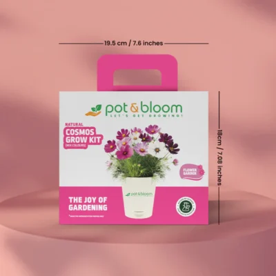 Buy Vibrant Cosmos Garden Kit - Medium in bulk for Corporate Gifting | Corporate Gyft