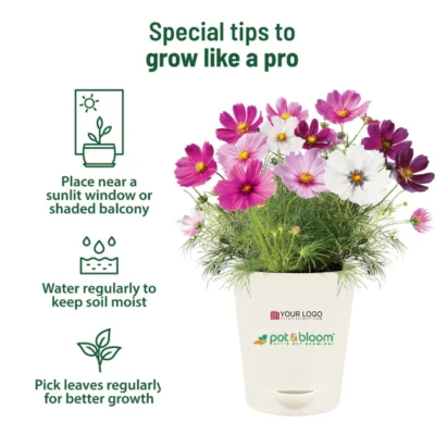 Buy Vibrant Cosmos Garden Kit - Medium in bulk for Corporate Gifting | Corporate Gyft
