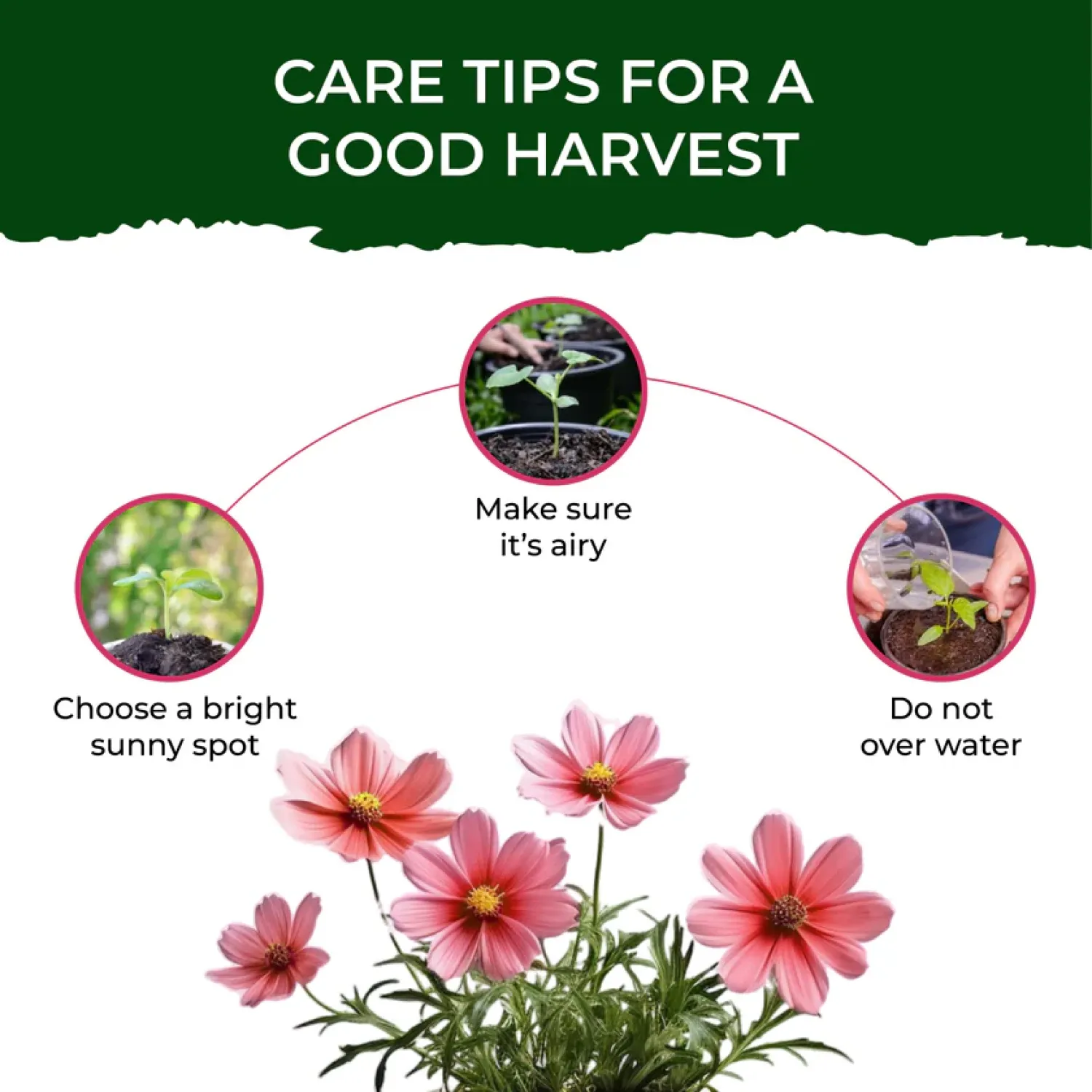 Vibrant Cosmos Garden Kit - Medium Buy Vibrant Cosmos Garden Kit - Medium in bulk for Corporate Gifting | Corporate Gyft