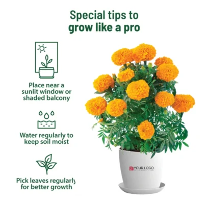 Buy Marigold Flower Garden Kit - Medium in bulk for Corporate Gifting | Corporate Gyft