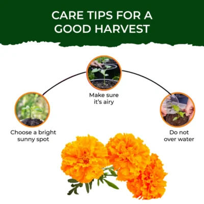 Buy Marigold Flower Garden Kit - Medium in bulk for Corporate Gifting | Corporate Gyft