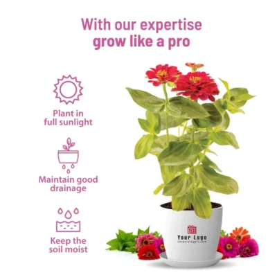 Buy Vibrant Zinnia Garden Kit - Medium in bulk for Corporate Gifting | Corporate Gyft