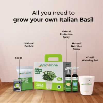 Buy Italian Basil Herb Garden Kit in bulk for Corporate Gifting | Corporate Gyft