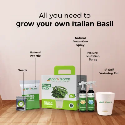 Buy Italian Basil Herb Garden Kit in bulk for Corporate Gifting | Corporate Gyft