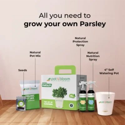 Buy Parsley Herb Garden Kit in bulk for Corporate Gifting | Corporate Gyft