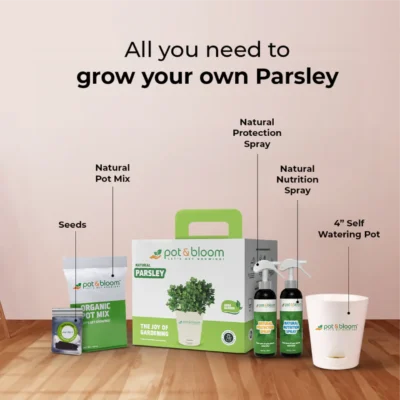 Buy Parsley Herb Garden Kit in bulk for Corporate Gifting | Corporate Gyft