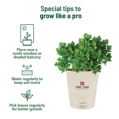 Buy Parsley Herb Garden Kit in bulk for Corporate Gifting | Corporate Gyft