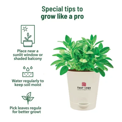 Buy Sage Herb Garden Kit in bulk for Corporate Gifting | Corporate Gyft