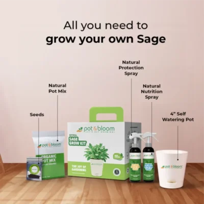 Buy Sage Herb Garden Kit in bulk for Corporate Gifting | Corporate Gyft