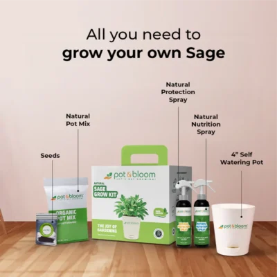 Buy Sage Herb Garden Kit in bulk for Corporate Gifting | Corporate Gyft