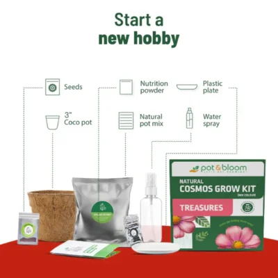 Buy Treasures Cosmos Grow Kit in bulk for Corporate Gifting | Corporate Gyft