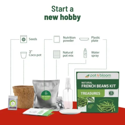 Buy Treasures French Beans Grow Kit in bulk for Corporate Gifting | Corporate Gyft