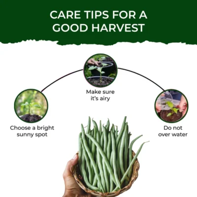 Buy Treasures French Beans Grow Kit in bulk for Corporate Gifting | Corporate Gyft