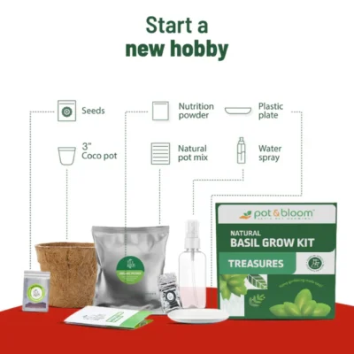 Buy Treasures Basil Grow Kit in bulk for Corporate Gifting | Corporate Gyft