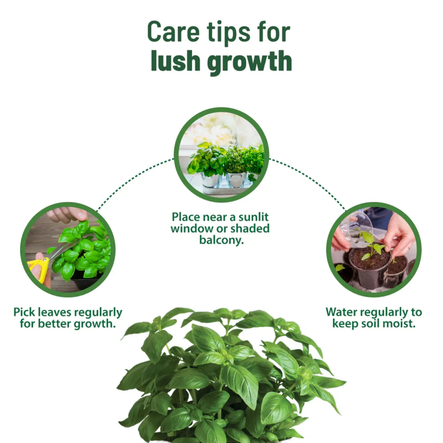 Treasures Basil Grow Kit Buy Treasures Basil Grow Kit in bulk for Corporate Gifting | Corporate Gyft