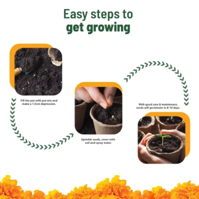 Buy Treasures Blooming Marigold Kit in bulk for Corporate Gifting | Corporate Gyft