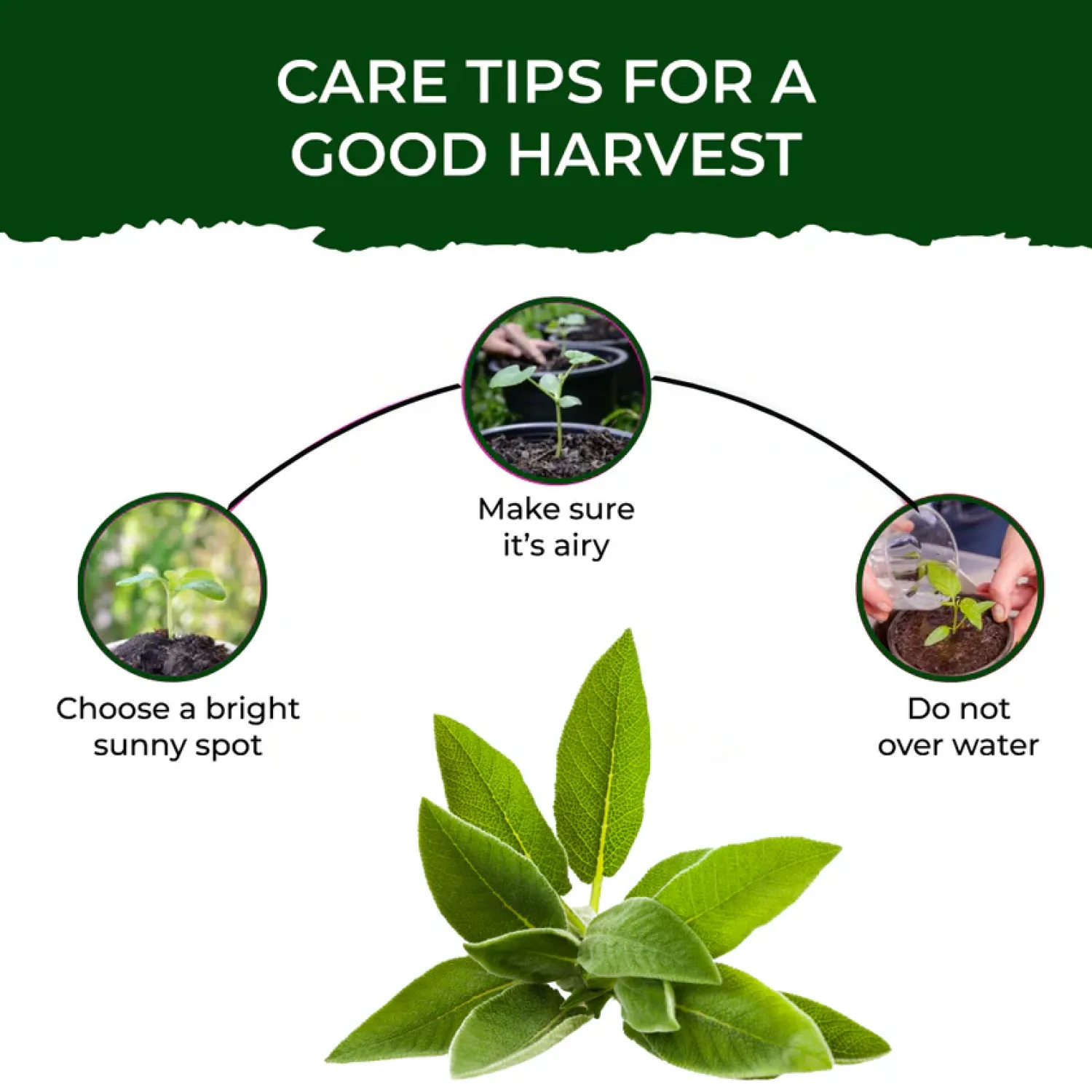 Treasures Aromatic Sage Grow Kit Buy Treasures Aromatic Sage Grow Kit in bulk for Corporate Gifting | Corporate Gyft