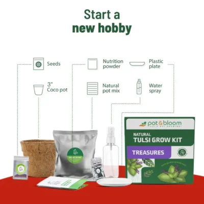 Buy Treasures Tulsi Grow Kit in bulk for Corporate Gifting | Corporate Gyft