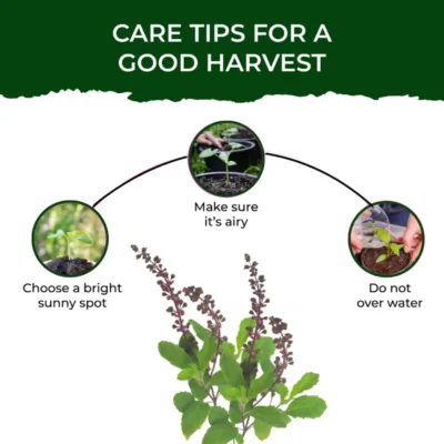 Buy Treasures Tulsi Grow Kit in bulk for Corporate Gifting | Corporate Gyft