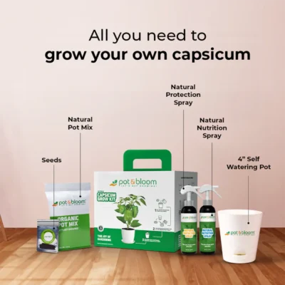 Buy Capsicum Home Gardening Kit in bulk for Corporate Gifting | Corporate Gyft