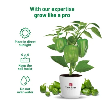 Buy Capsicum Home Gardening Kit in bulk for Corporate Gifting | Corporate Gyft