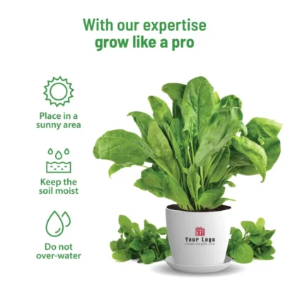 Buy Spinach Home Gardening Kit in bulk for Corporate Gifting | Corporate Gyft