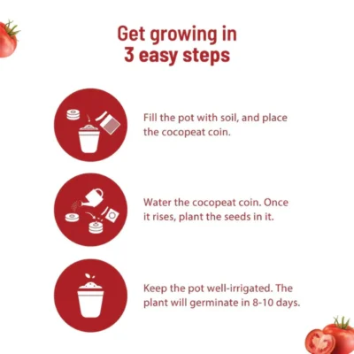 Buy Cherry Tomato Home Gardening Kit in bulk for Corporate Gifting | Corporate Gyft