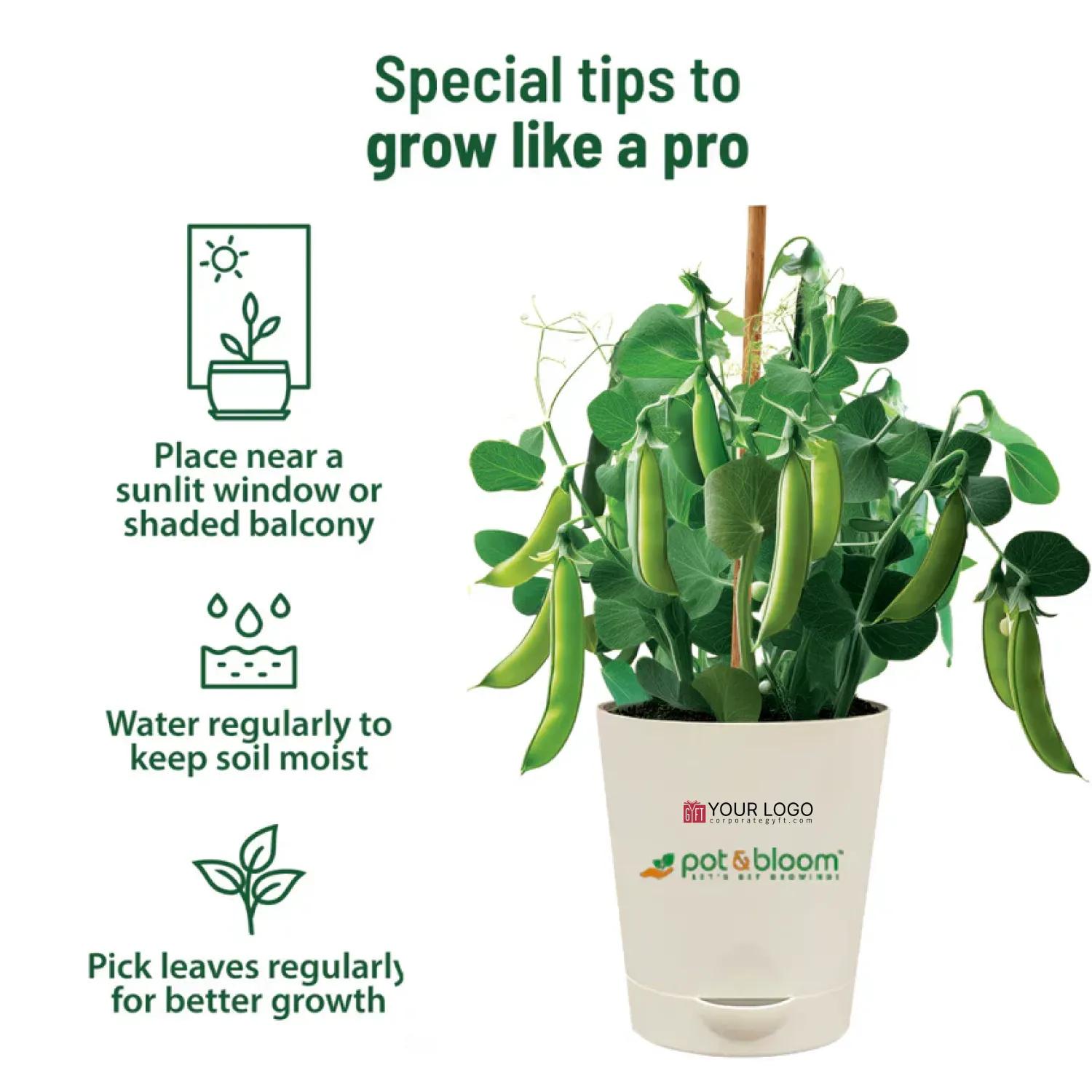 Fresh Peas Garden Kit Buy Fresh Peas Garden Kit in bulk for Corporate Gifting | Corporate Gyft