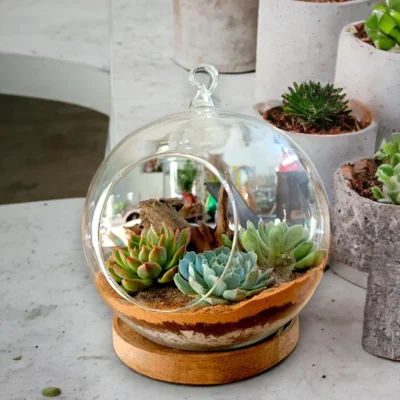 Buy Glass Hanging Globe Terrarium in bulk for Corporate Gifting | Corporate Gyft