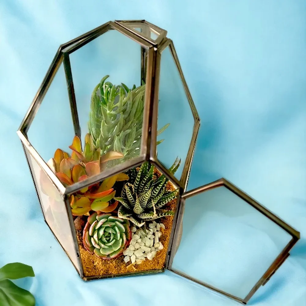 Buy Pentagon Glass Terrarium Planter in bulk for Corporate Gifting | Corporate Gyft