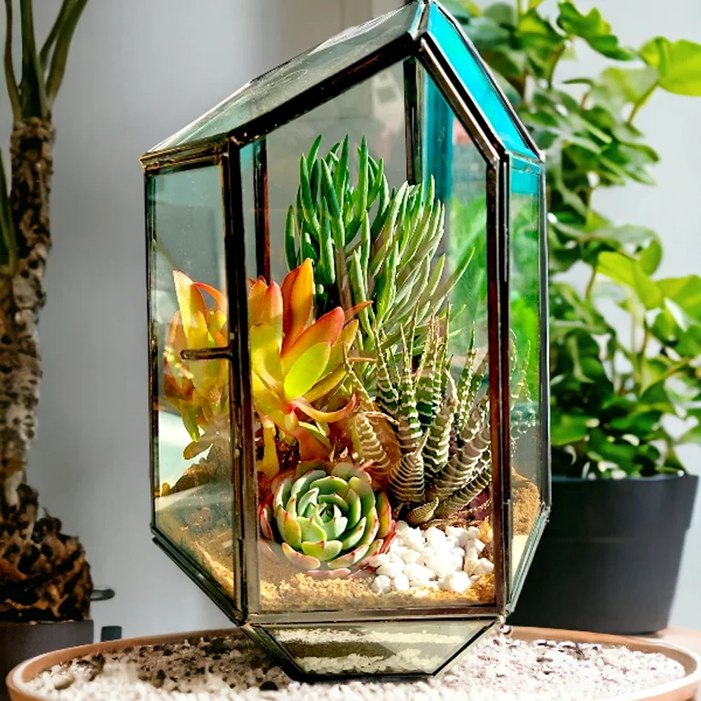 Buy Pentagon Glass Terrarium Planter in bulk for Corporate Gifting | Corporate Gyft
