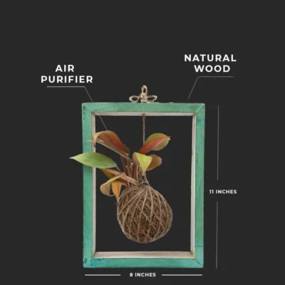 Buy Decorative Kokedama Moss Frame in bulk for Corporate Gifting | Corporate Gyft